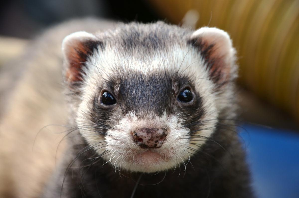 Ferret Legging, czyli konkurs tylko dla mężczyzn. Co na to obrońcy zwierząt?