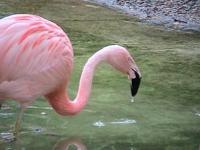 Dlaczego flamingi są różowe? - 30 ciekawostek o świecie, które zainteresują zarówno dzieci, jak i dorosłych