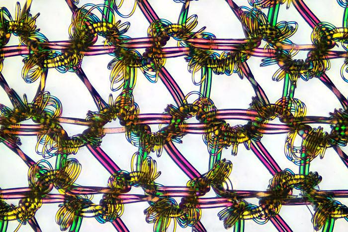 Jak wygląda świat pod mikroskopem? - 20 zwycięskich fotografii z konkursu The Nikon Small World