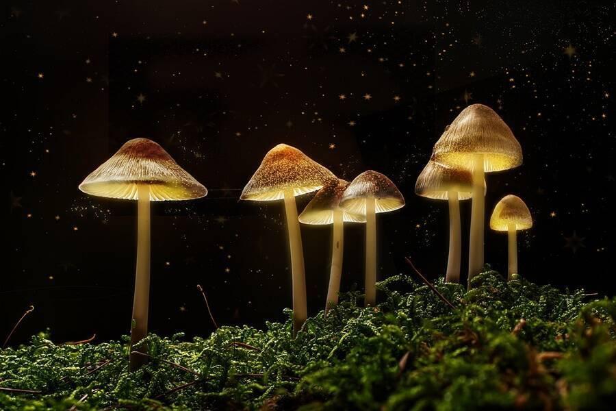 Oregon jest pierwszym stanem, który zalegalizuje grzybki psychoaktywne