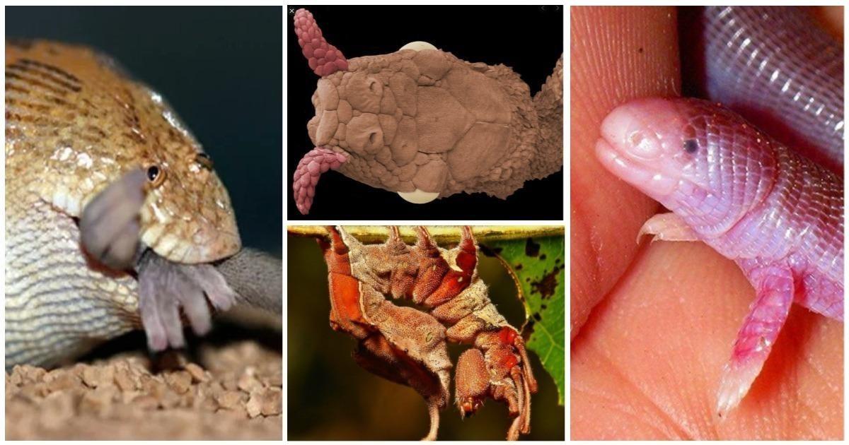 TOP 10 potwornych zwierząt: różowe dupcie, Nosoderma diabolicum i inne