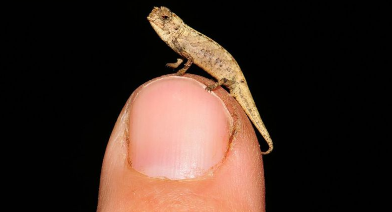Najmniejszy gad na Ziemi – kameleonek z Madagaskarku (z dużym pytonem)