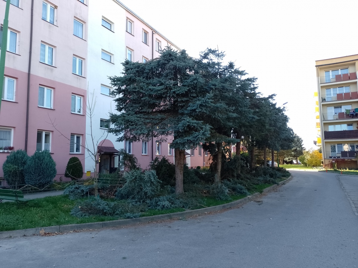 Mieszkaniec oskarża spółdzielnię o „rzeź drzew”