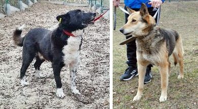 Ikra i Potik czekają na dom w Ropczyckim schronisku Przytul Psiaka