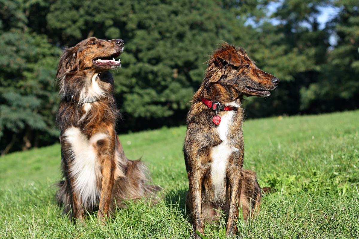 Dogadujesz się ze swoim psem? Jeśli nie, przyjdź na warsztaty w Górze Ropczyckiej