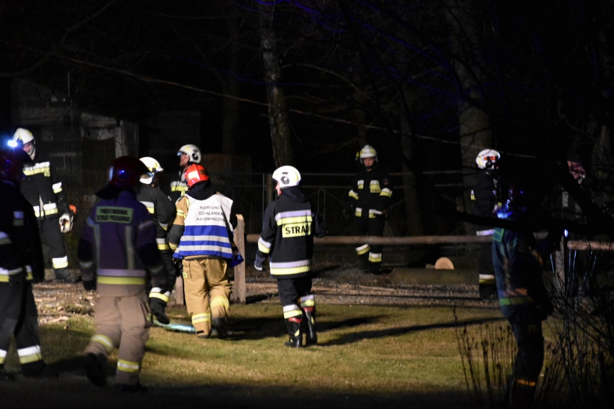 Wiatr wywraca drzewo w Olchowej, interweniują strażacy
