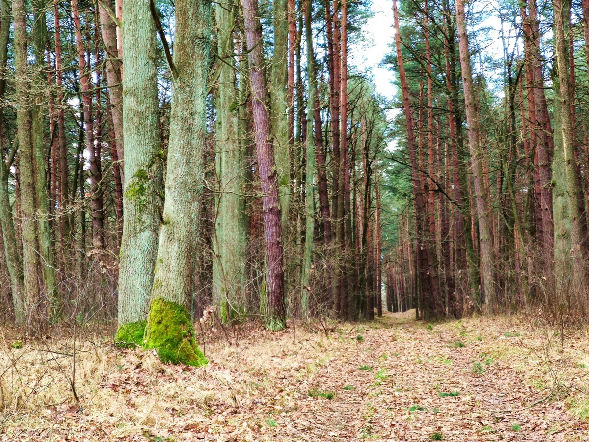 Nie zmarnujcie słonecznej niedzieli. Panują idealne warunki by pójść na spacer do lasu