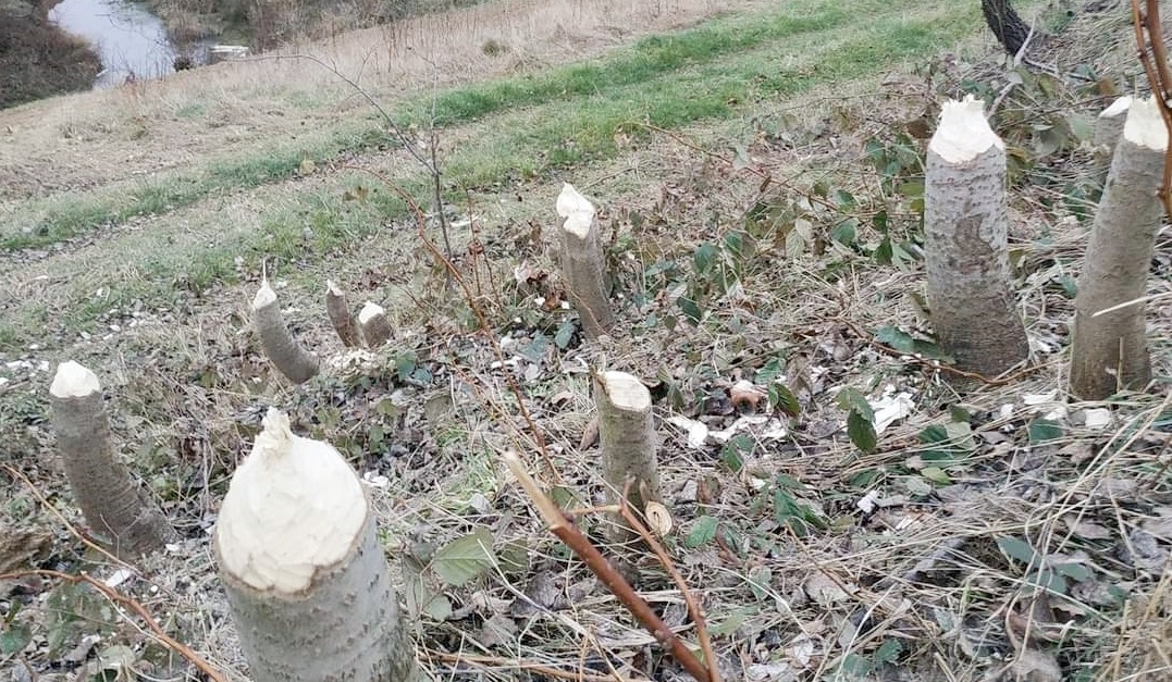 Będzie łatwiej pozbyć się bobrów