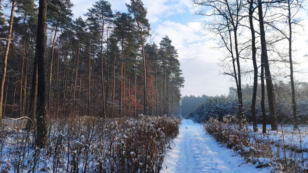 Nie zmarnuj pięknej pogody. Lekki mróz i słońce, żal nie wyjść na spacer