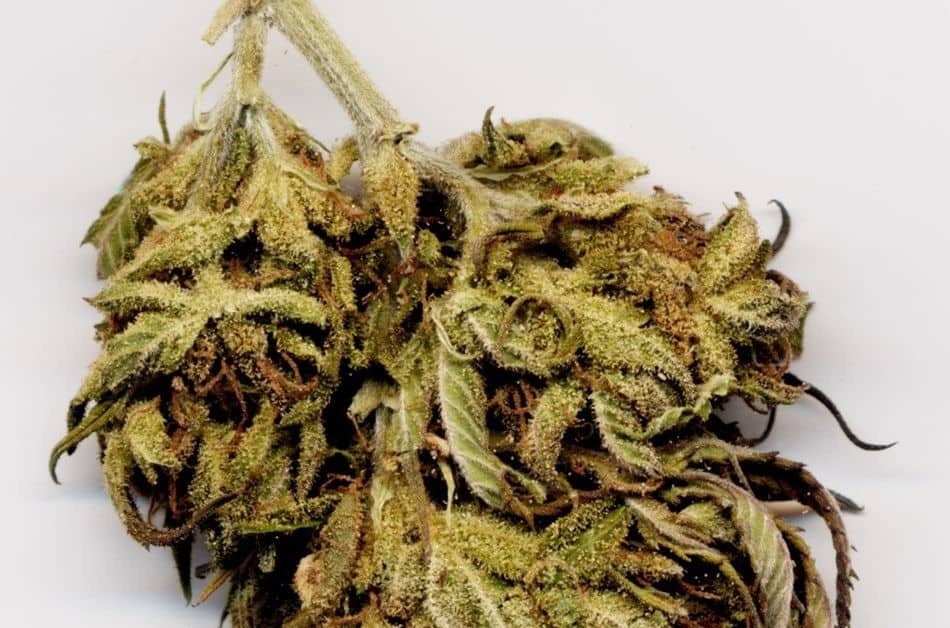 Marihuana w Wielopolu Skrzyńskim i Ropczycach. Zarzuty dla kobiety i nastolatka