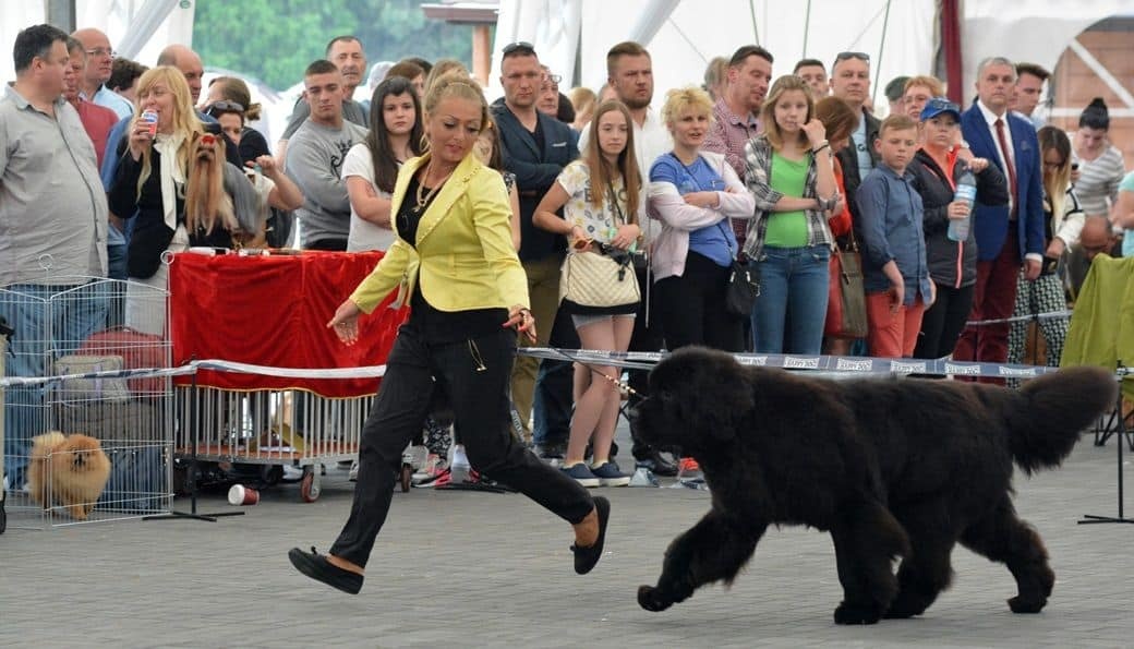 Czworonogi na Cyziówce - ZDJĘCIA