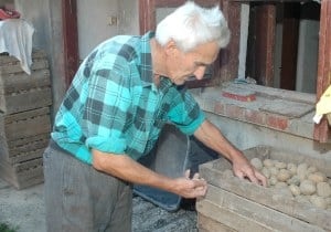Słabe zbiory ziemniaków