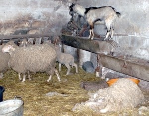 Czy ta owca padła z głodu?