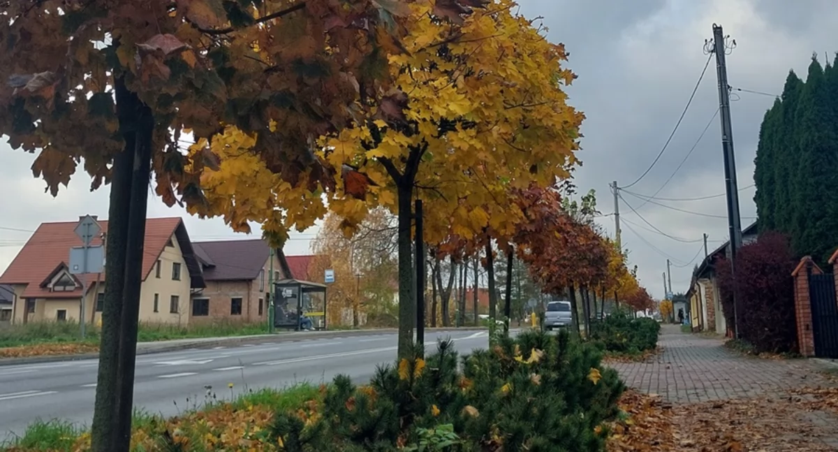 Jesień w Sędziszowie Małopolskim. Zobacz zdjęcia