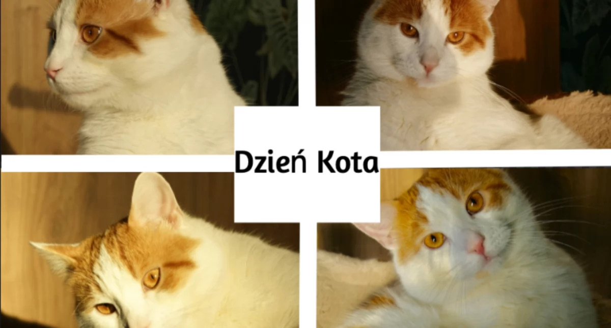 Międzynarodowy dzień kota. Historia i ciekawostki o naszych futrzakach
