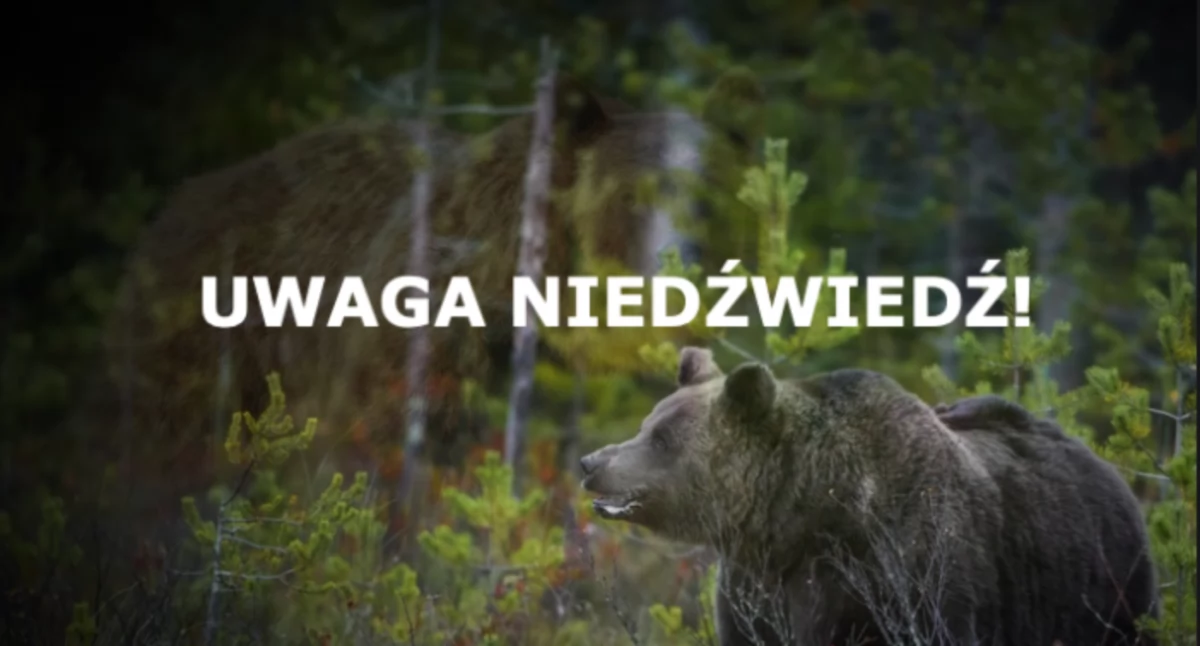 Atak niedźwiedzia w słowackich górach. Zwierzę raniło polskiego turystę