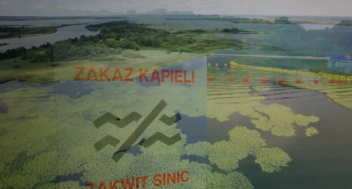 Zakaz kąpieli w jeziorze Dąbie w Szczecinie. Sinice znów atakują