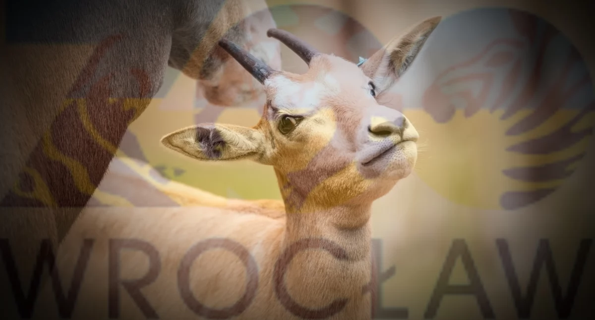 Śmierć jeleni we wrocławskim zoo. Zwierzęta prawdopodobnie nakarmione trującą rośliną