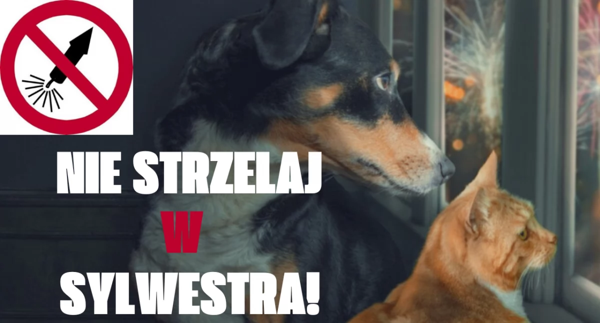 Sylwester bez fajerwerków. Wiemy jak chronić zwierzęta przed stresem