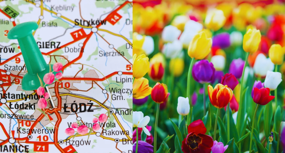 Ogród Botaniczny w Łodzi rozkwita. Wystawa tulipanów już otwarta