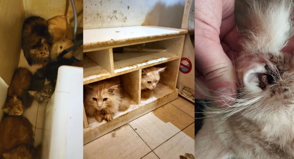 Warszawa: 16 kotów Maine Coon odebranych z mieszkania. Właściciel z zarzutami