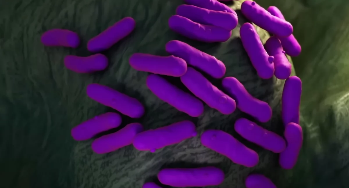 Frombork: „Anatomia zarazy” – wystawa, która przypomina, jak epidemie zmieniały świat