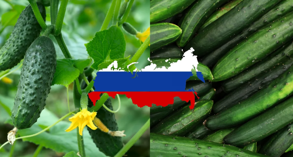 Rosyjskie ogórki na polskich półkach. Rekordowy import w 2025 roku