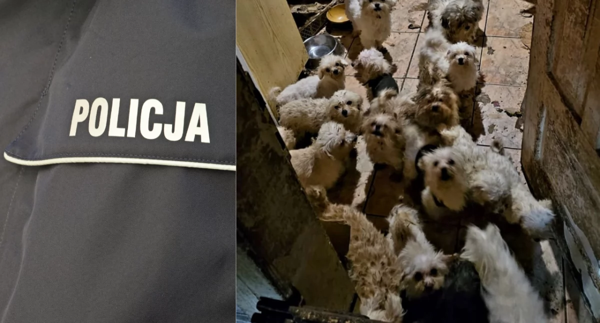 Nielegalna hodowla psów w centrum Opola Lubelskiego. 39 zwierząt odebranych 71-letniej kobiecie