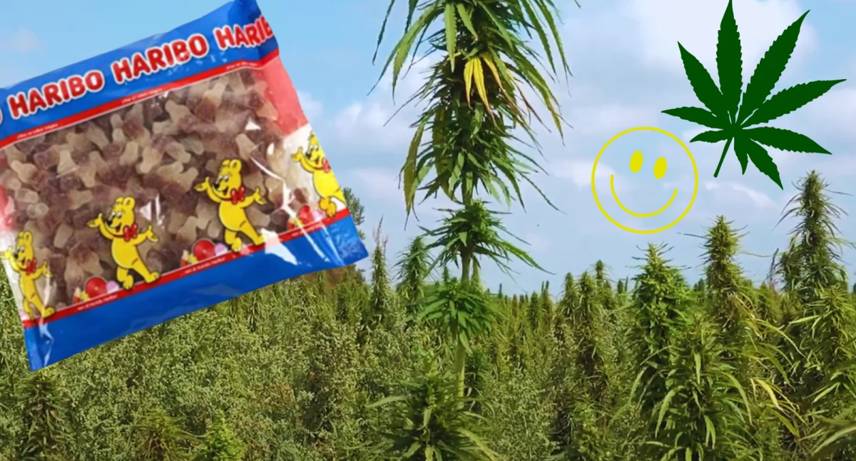 Holandia: W żelkach Haribo wykryto konopie indyjskie. Konsumenci proszeni o zwrot produktów