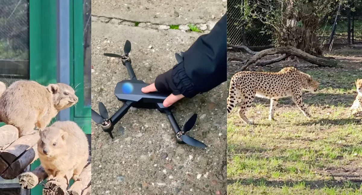 Warszawskie zoo apeluje. Zakaz dronów i balonów – wszystko dla bezpieczeństwa zwierząt