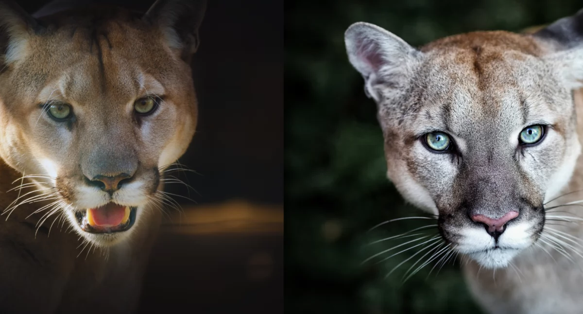 Puma grasuje na przedmieściach Buenos Aires. Drapieżnik atakuje zwierzęta hodowlane