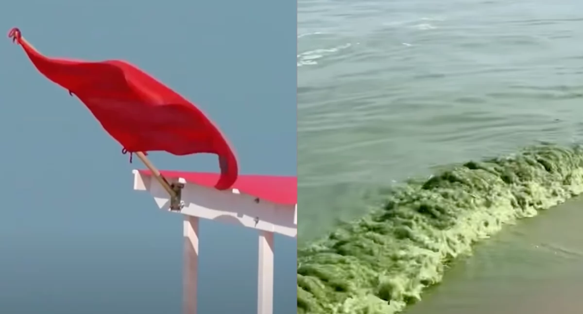 Sinice i fale w nad morzem w długi weekend. Zamknięte plaże nad Bałtykiem i czerwone flagi 