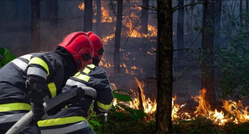 Puszcza Solska nadal płonie. Strażacy obawiają się najgorszego