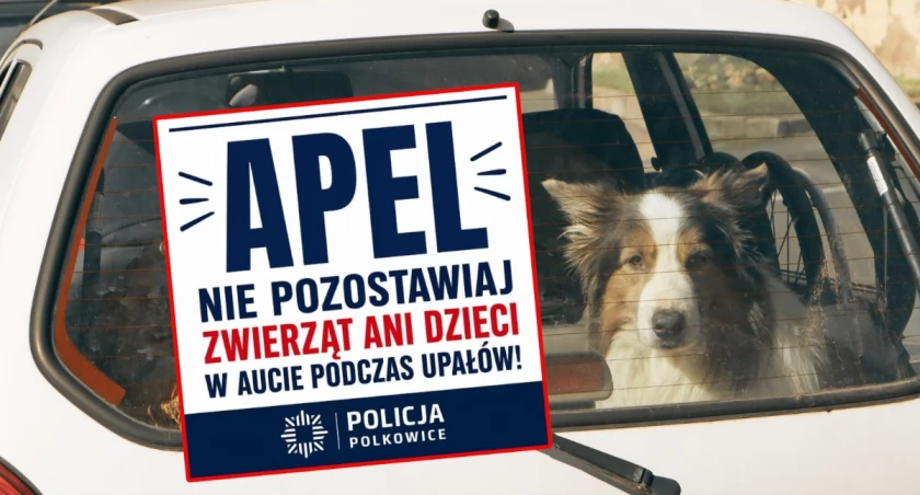 Pies zginął w rozgrzanym samochodzie w powiecie polkowickim. Właściciel stracił poczucie czasu