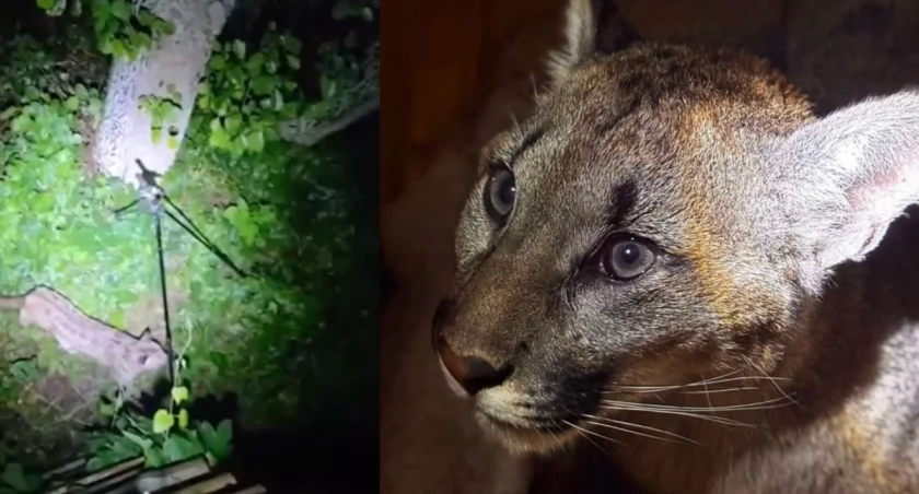 Puma z Polanowa złapana. Kilkudniowa akcja poszukiwawcza zakończona