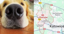 Psy wspierają terapię w Chorzowie. Dogoterapia pomaga pacjentom wracać do równowagi psychicznej