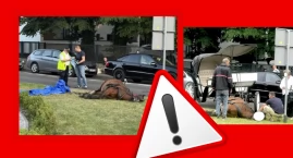 Śmierć klaczy w Świnoujściu. Prokuratura bada sprawę znęcania się nad zwierzęciem