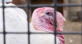 Ptasia grypa atakuje Czechy. Wirus H5N1 doprowadził do wybicia 20 tys. kaczek w Valdikovie