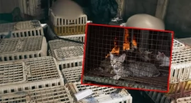 Ponad 400 kotów uratowanych przed śmiercią. Policja rozbiła przestępczą siatkę