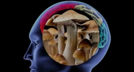 Jak psylocybina otwiera drzwi tam, gdzie medycyna rozkłada ręce. Grzyby leczą alzheimera?