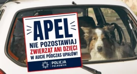 Pies zginął w rozgrzanym samochodzie w powiecie polkowickim. Właściciel stracił poczucie czasu