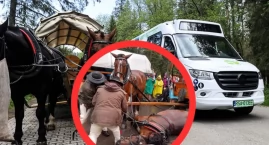 Konie do Morskiego Oka przeszły rygorystyczne badani&hellip;