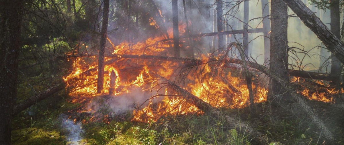 Zagrożenie pożarowe lasów. Ostrzeżenie RCB!