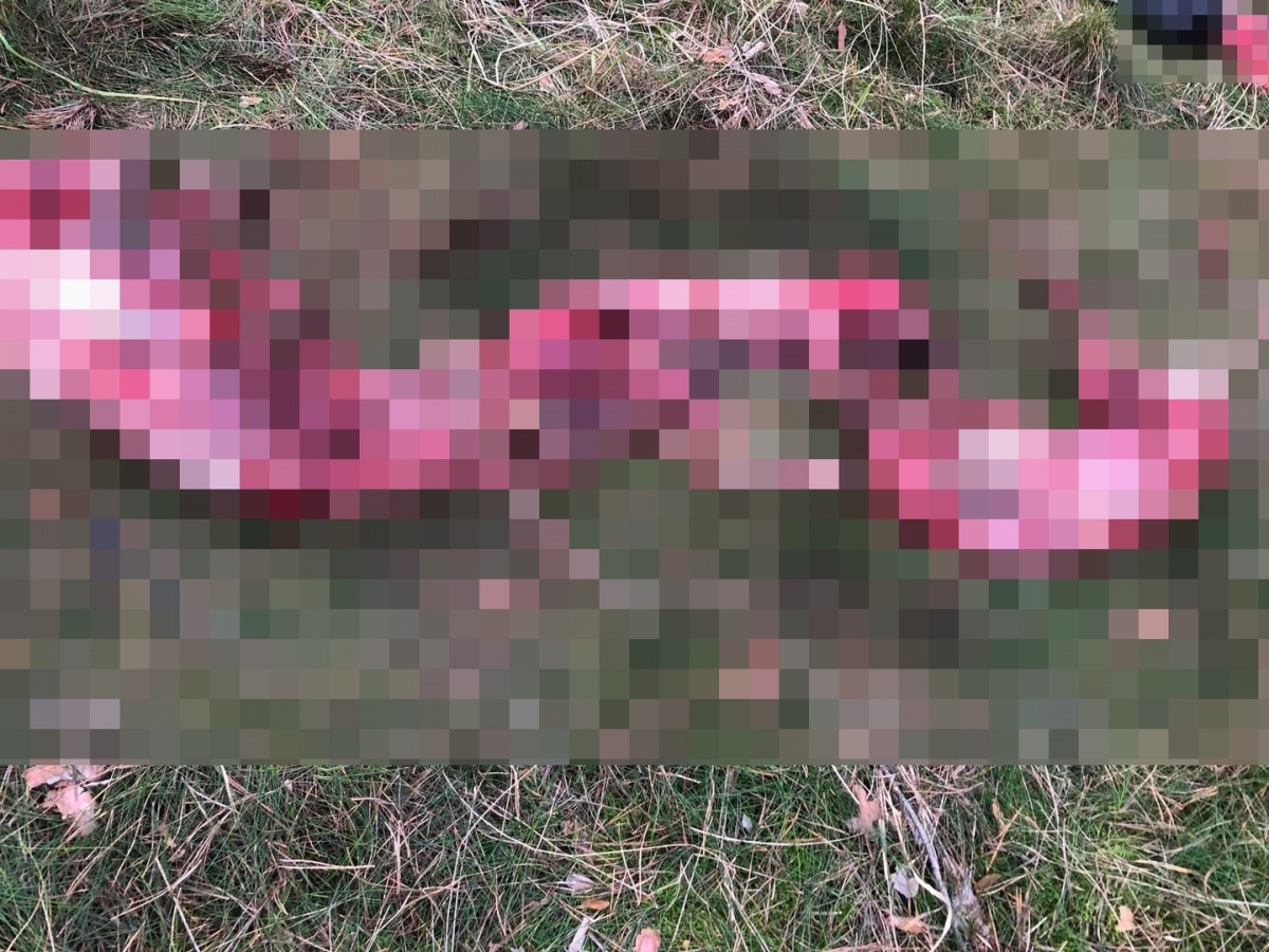 Doszło do przestępstwa! Trwa postępowanie w sprawie martwych zwierząt