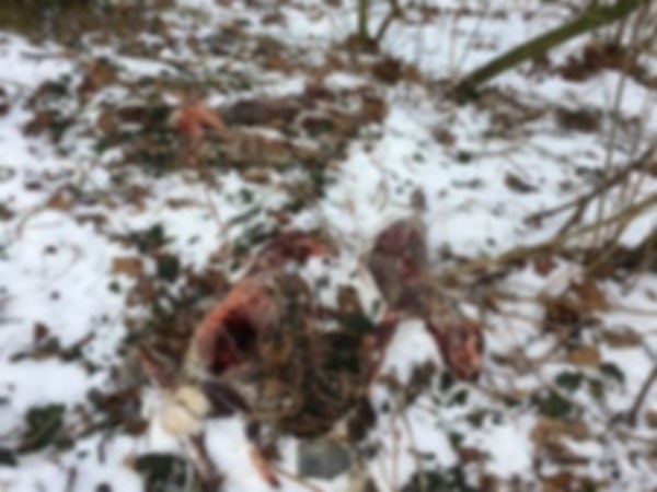 Ciała zwierząt w Śmiglu. Sprawca nadal nieustalony!