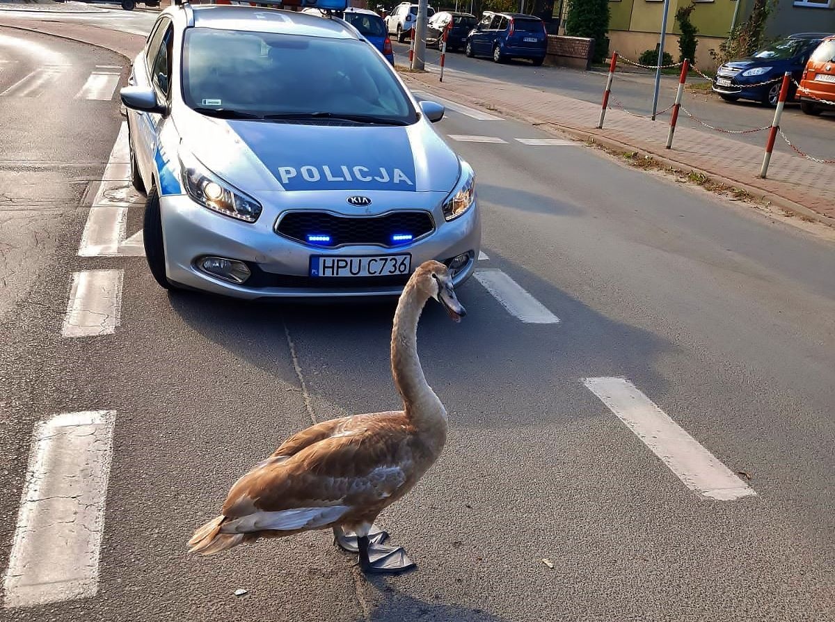 Wstrzymywał ruch na rondach! Odleciał...