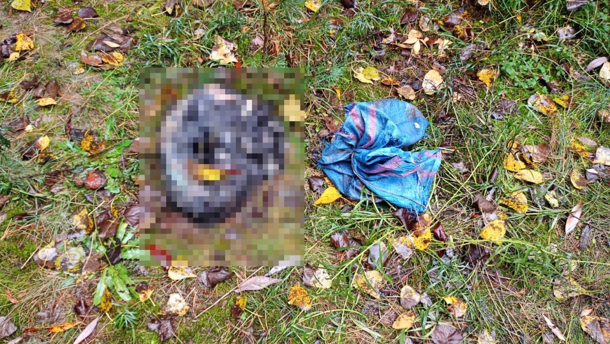 Skatowany pies w lesie w Kiełczewie? [ZDJĘCIA 18+]