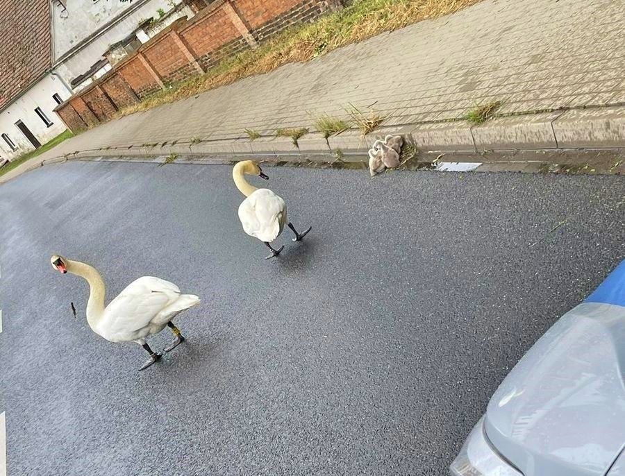 Łabędzie wstrzymały ruch na drodze!