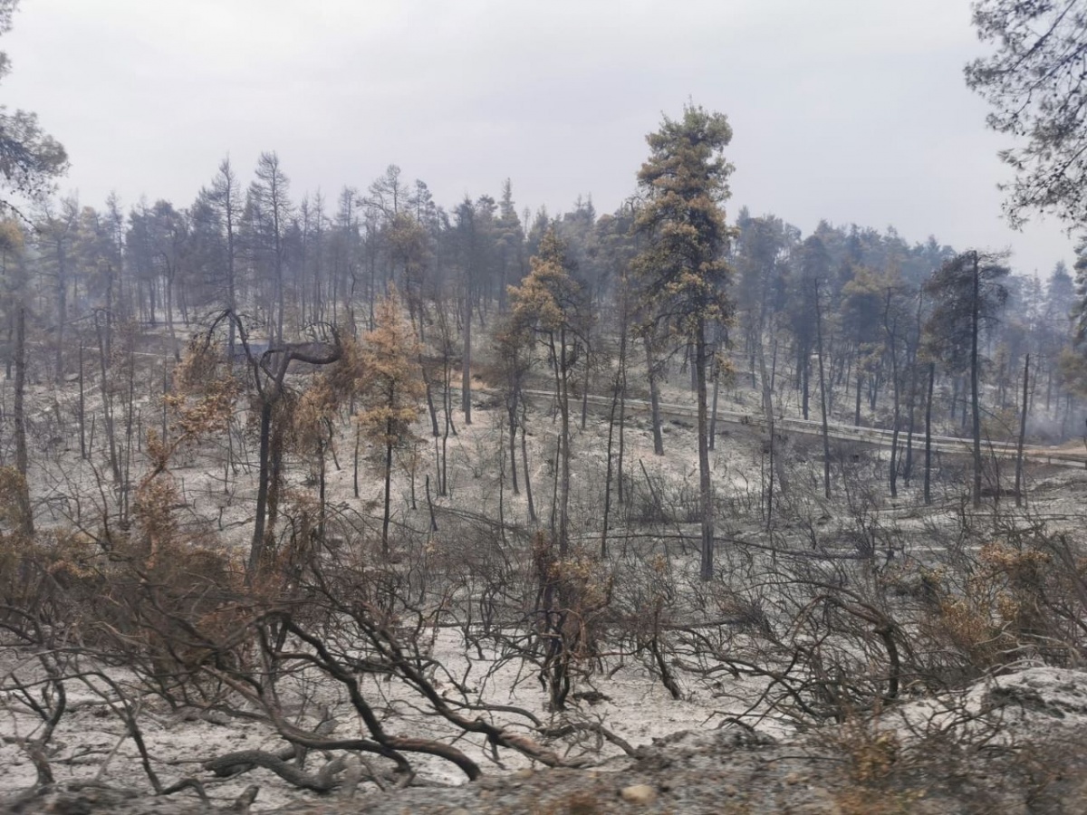 Strażacy z Kościana działają w Grecji [ZDJĘCIA]