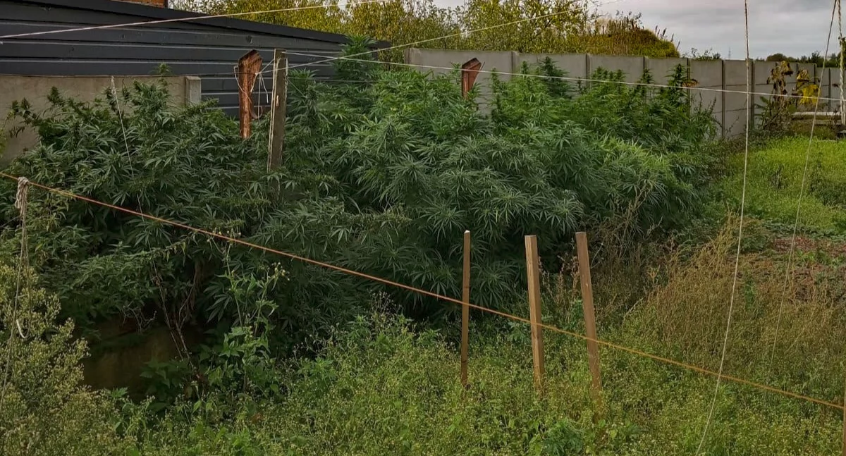 Konopie indyjskie w ogródku. Nielegalna plantacja w gminie Kościan